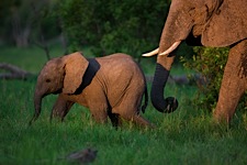 Elephant-Morning-Stroll.jpg