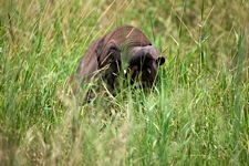 Elephant-Peek-A-Boo.jpg