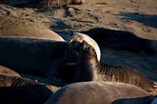 Elephant-Seal-Touch.jpg