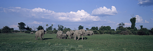 Elephant-Sojourn.jpg