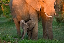 Elephant-Toddler.jpg