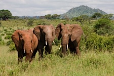 Elephant-Trio.jpg