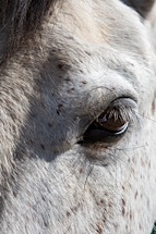 Eye-of-a-Mare.jpg