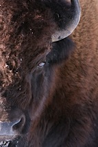 Eye-of-the-Bison.jpg