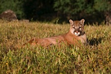 Eyes-of-a-Mountain-Lion.jpg