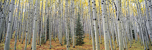 Fall-Aspen-Glow.jpg