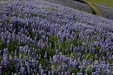 Fields-of-Lupine.jpg