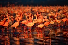 Flamingo-Firelight.jpg