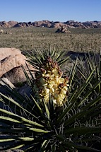 Flowering-Desert.jpg