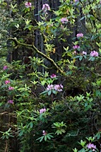 Flowering-Forest-Light.jpg