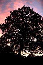 Flowering-Oak-Glow.jpg