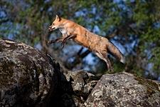 Fox-in-Motion.jpg