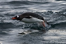 Gentoo-Flight.jpg