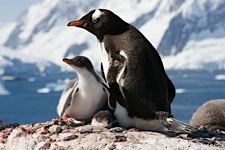 Gentoo-Huddle.jpg