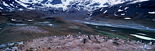 Gentoo-Penguin-Perch.jpg