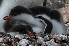 Gentoo-Snuggle.jpg