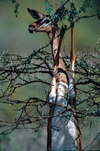 Gerenuk-Balancing-Act.jpg