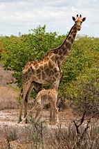 Giraffe-Mom-and-Baby.jpg
