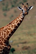 Giraffe-Surprise.jpg