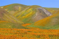 Golden-Hills-of-California.jpg