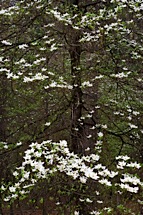 Graceful-Dogwood.jpg