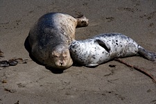 Harbor-Seal-Lean-on-Me.jpg