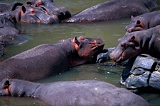 Hippo-Pillow.jpg