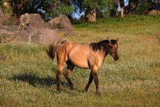 Horse-Meadow.jpg