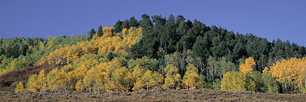 Horses-and-Aspens.jpg