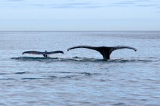 Humpback-Duet.jpg