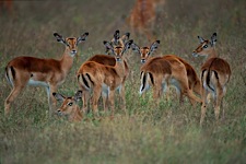 Impala-Plains.jpg