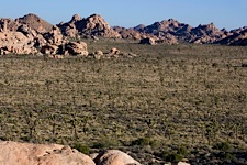 Joshua-Tree-Country.jpg