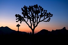 Joshua-Tree-Elegance.jpg