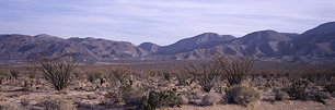 Land-of-Fiery-Cactus.jpg