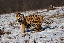 Land-of-the-Tiger.jpg