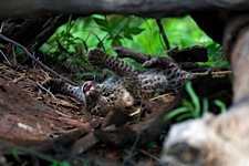 Leopard-Cub-Playtime.jpg