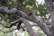 Leopard-Perspective.jpg