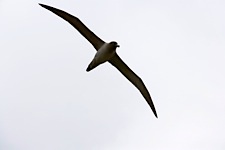 Light-Mantled-Soaring.jpg