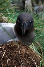 Light-Mantled-Sooty-Encounter.jpg