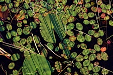 Lilypad-Texture.jpg