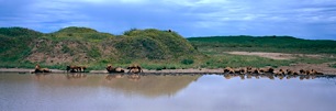 Lion-Tribe-Watering-Hole.jpg