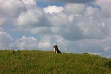 Lioness-Lookout.jpg