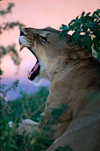 Lioness-Yawn.jpg