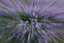 Lupine-Abstract.jpg