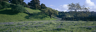 Lupine-Fence.jpg