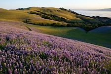 Lupine-Hill.jpg