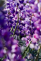 Lupine-Impressions.jpg