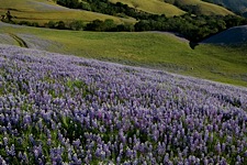 Lupine-Meadow.jpg