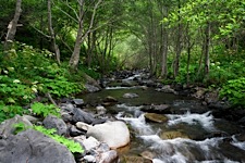 Lush-Creek.jpg