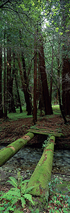 Lush-Green-Bridge-Vertical.jpg